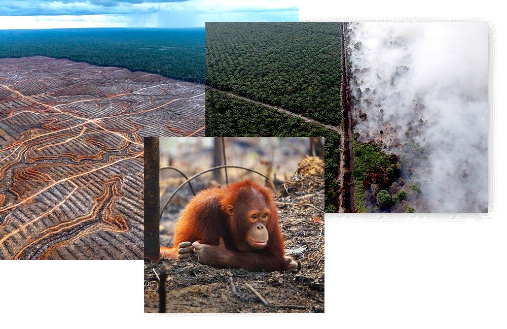 deforestation