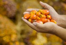 The Future is American Palm Oil