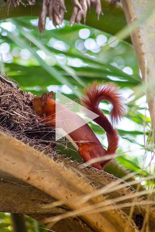 Daabon- Nature is life