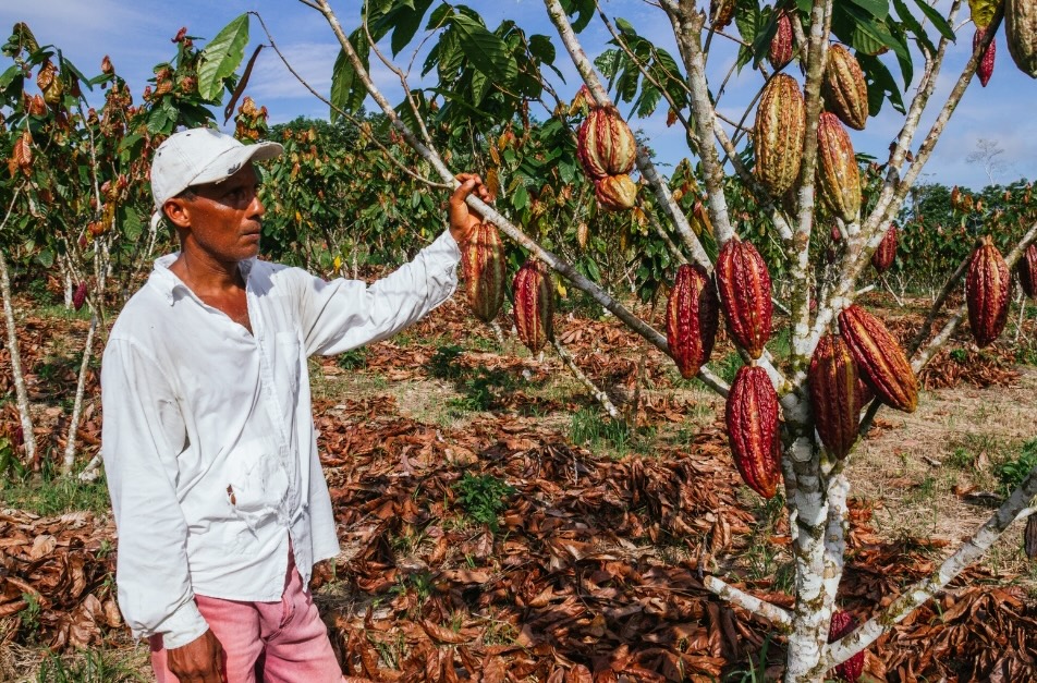 A cocoa farmer inspecting ripe red cacao pods on a tree, representing sustainable farming practices.
