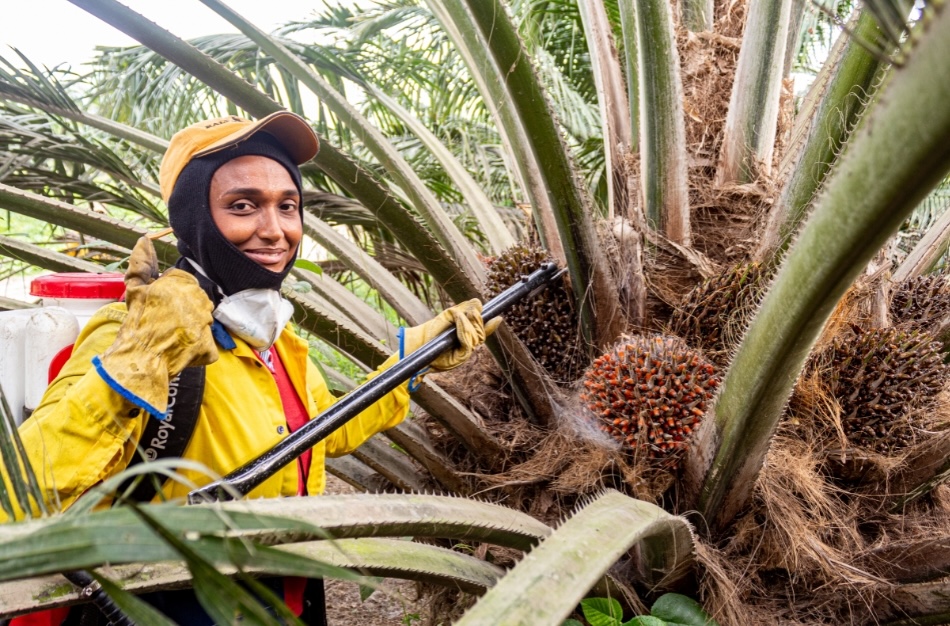 A palm oil worker in protective safety gear giving a thumbs up while harvesting fruit, representing fair labor practices in sustainable agriculture.